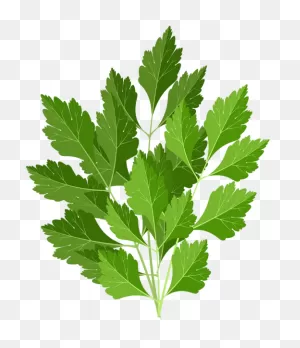 Download Parsley Png Clip Art Image - Gooseberry Png Image With No ClipartFlare.com 