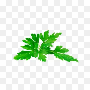 Forest Green Parsley