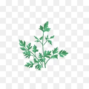 Italian Parsley