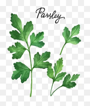 Parsley Water Color
