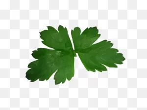 Parsley,leaf,high,texture,green - Free Image From Needpix ClipartFlare.com