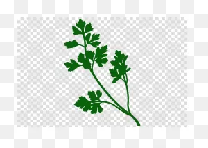 Parsley Clipart - Leaf, Plant, Flower, Transparent Clip Art