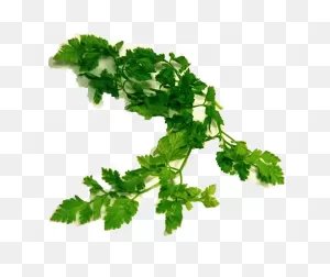 Parsley