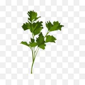 Parsley Clipart Illustration Leaves Kitchen Clip Art Digital ClipartFlare.com 
