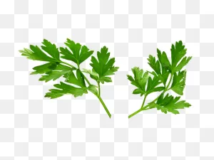 Parsley Pesto Recipe