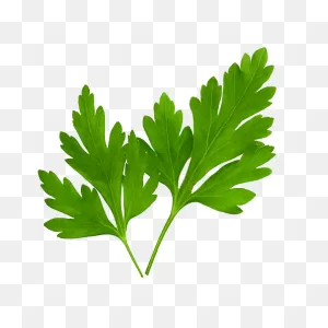 Parsley | ClipartFlare