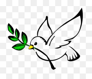 300  Free White Pigeon & Pigeon Images