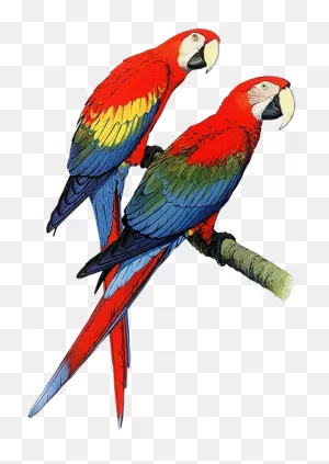 Download Parrot Clipart, Parrot Animals Clip Art Black And ClipartFlare.com 