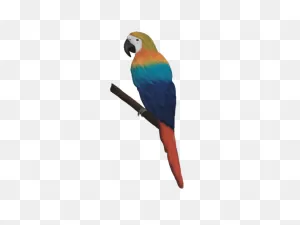 Parrot