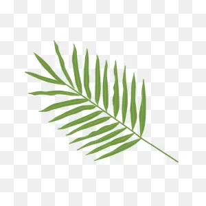 Areca Palm Leaf Illustration #ad , #paid, #sponsored, #palm, #leaf ClipartFlare.com 