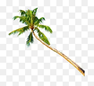 Palm Tree - Palmeras Psd Clipart - Large Size Png Image - ClipartFlare
