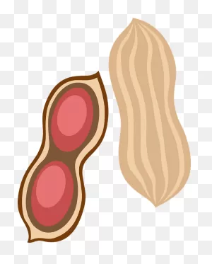 Peanut Clipart. Free Download Transparent .png | ClipartFlare