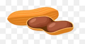 Peanut Clipart. Free Download Transparent .png | ClipartFlare