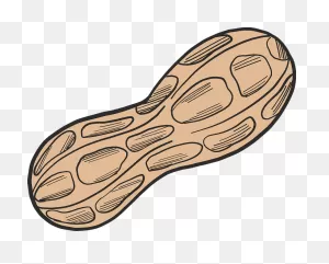 Peanut Clipart. Free Download Transparent .png | ClipartFlare