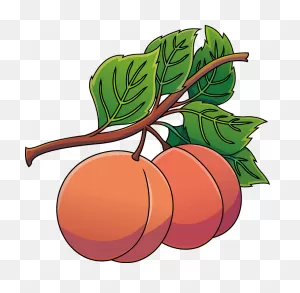 Peach Clipart. Free Download Transparent .png | ClipartFlare
