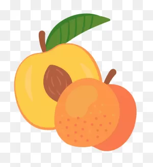 Peach Clipart. Free Download Transparent .png | ClipartFlare