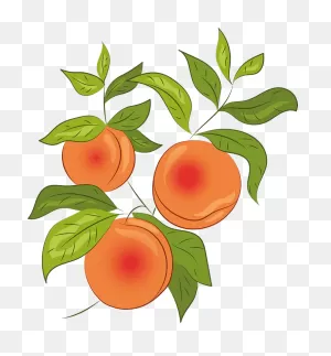 Peach Clipart. Free Download Transparent .png | ClipartFlare