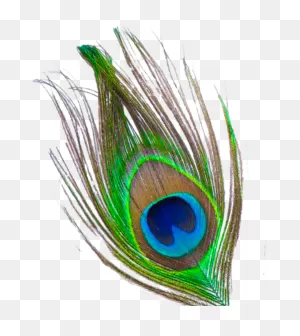 Free Peacock Feather Transparent Background, Download Free Peacock ClipartFlare.com 