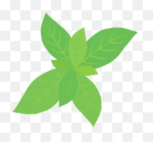 Peppermint Herb Clipart. Free Download Transparent .png | ClipartFlare