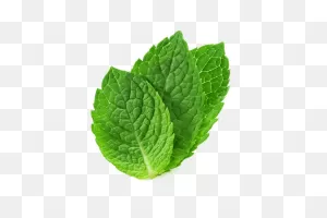 Peppermint - Ayurvedic Ingredients Uses & Benefits | Forest ClipartFlare.com 