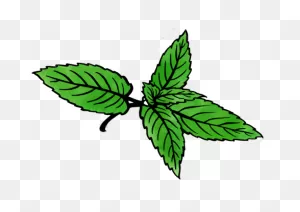 Peppermint | Mentha X Piperita - Motherlove Herbal Company