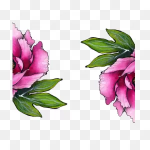 Bloom, Flora, Flower, Peony, Plant, Showy, Shrubby Icon - Download ClipartFlare.com 