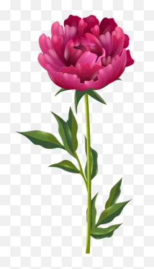 Download Peony Free Png Transparent Image And Clipart