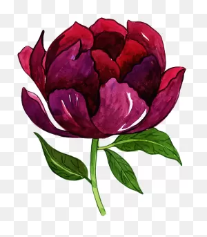 Free Png Floral Bouquets - Common Peony Clipart - Full Size ClipartFlare.com 