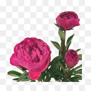 Peony Blossom - Common Peony Clipart - Full Size Clipart (#3185411 ClipartFlare.com 