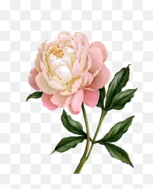 Peony Clipart Photo | Flower Painting, Peony Art, Flower Art
