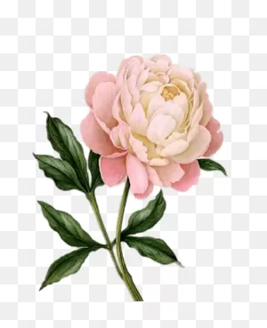 Pink Peony Drawing Transparent Png - Stickpng