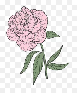 Peony Clipart. Free Download Transparent .png | ClipartFlare