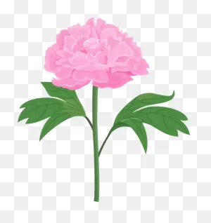 Peony Flower Clipart - Peony Flower Clip Art - Png Download - Full ClipartFlare.com 