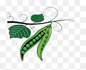 Green Peas - ClipartFlare