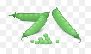 Peas - ClipartFlare