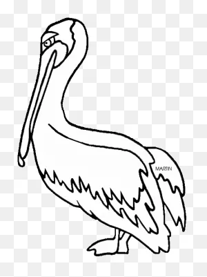Brown Pelican - Brown Pelican Black And White Clipart - Png ClipartFlare.com 