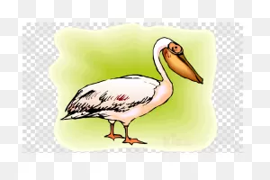 Bird Beak Pelican Pelecaniformes White Pelican Clipart - Bird ClipartFlare.com 