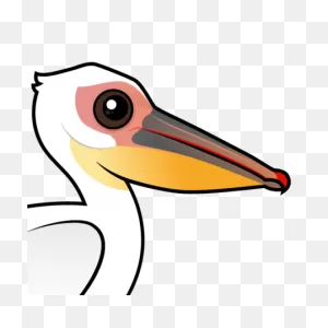 Cute Great White Pelican By ClipartFlare < Meet The Birds