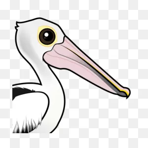Cute ClipartFlare Australian Pelican In Waterbirds