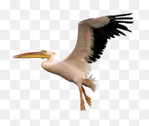 Fly White Wildlife Nature Bird Wing Pelican-12 Inch By 18 Inch ClipartFlare.com 