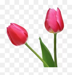 Download Tulip Hd Photo Clipart Png Free | ClipartFlare