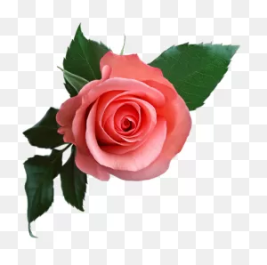Elegant Pink Rose Flower Crown Transparent - 33196 - ClipartFlare