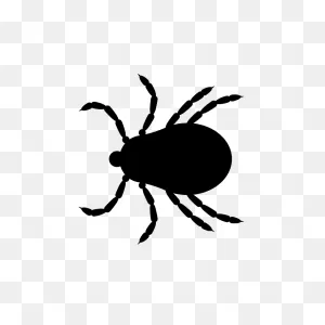 Tick Insect Png Pic Clip Art Background | Png Play