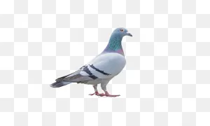 7  Free City Pigeons & Pigeon Illustrations