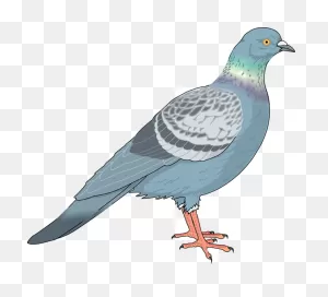 Animal, Bird, Nature, Pigeon, Wild Icon - Download On Iconfinder