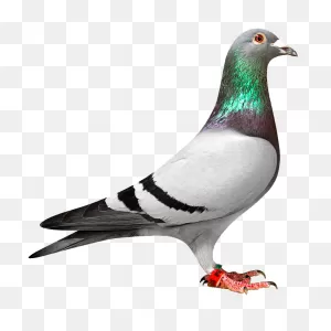 Free Transparent Pigeon, Download Free Transparent Pigeon Png ClipartFlare.com 