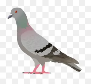 Homing Pigeon Columbidae Bird Clip Art - Pigeon Vector | Full Size ClipartFlare.com 