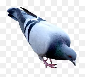 Pigeon Clip Art At ClipartFlare ClipartFlare.com - Vector Clip Art Online, Royalty ClipartFlare.com 