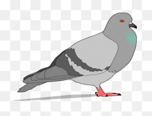 Pigeon Clip Art (119501) Free PNG-WebP Download / 4 Vector