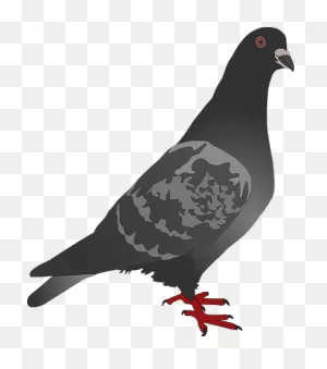 Pigeon Clipart Photos - 14384 - Transparentpng